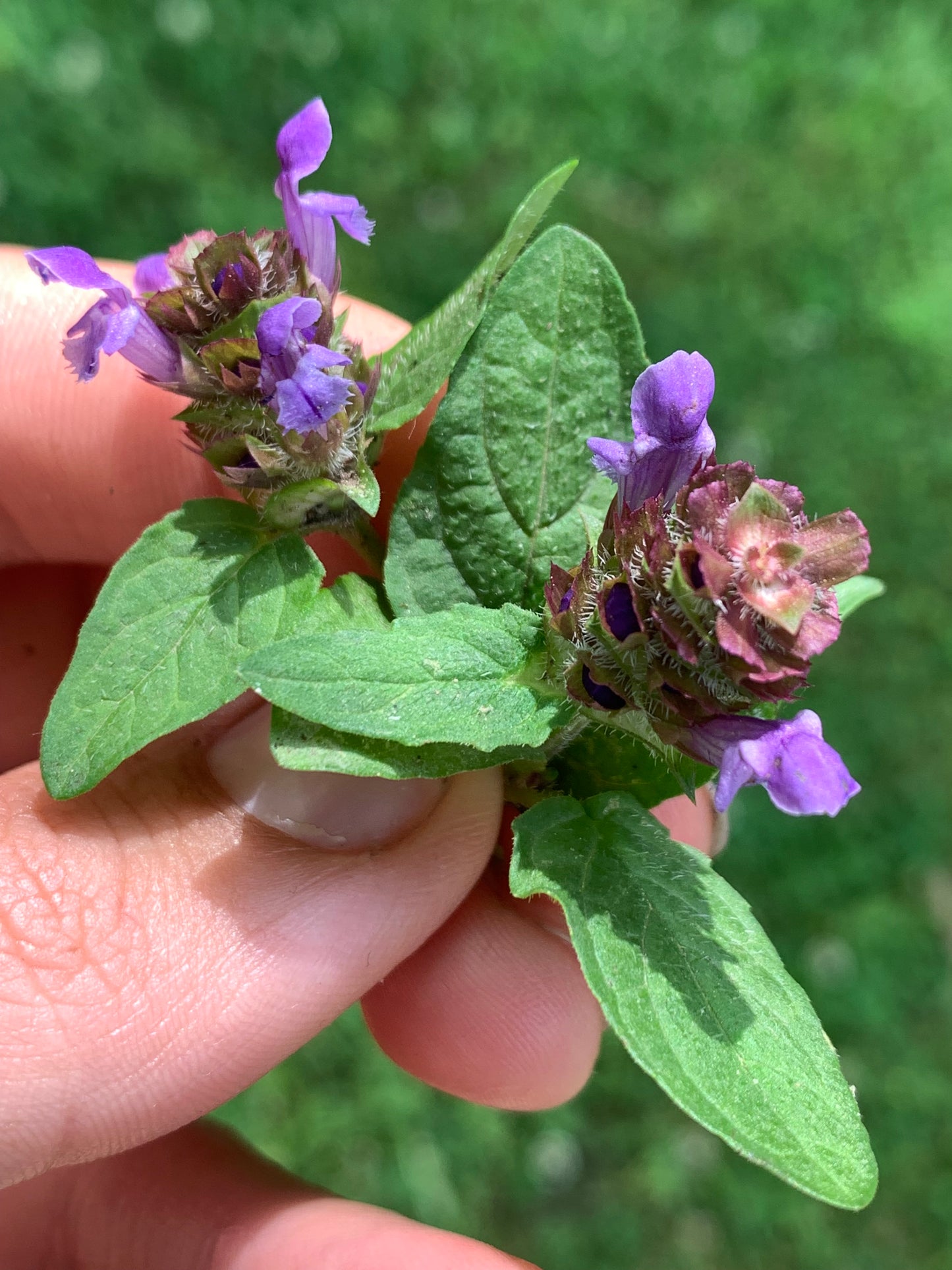 Self Heal prunella vulgaris, a wildcrafted healing salve by Glam Gardener NYC