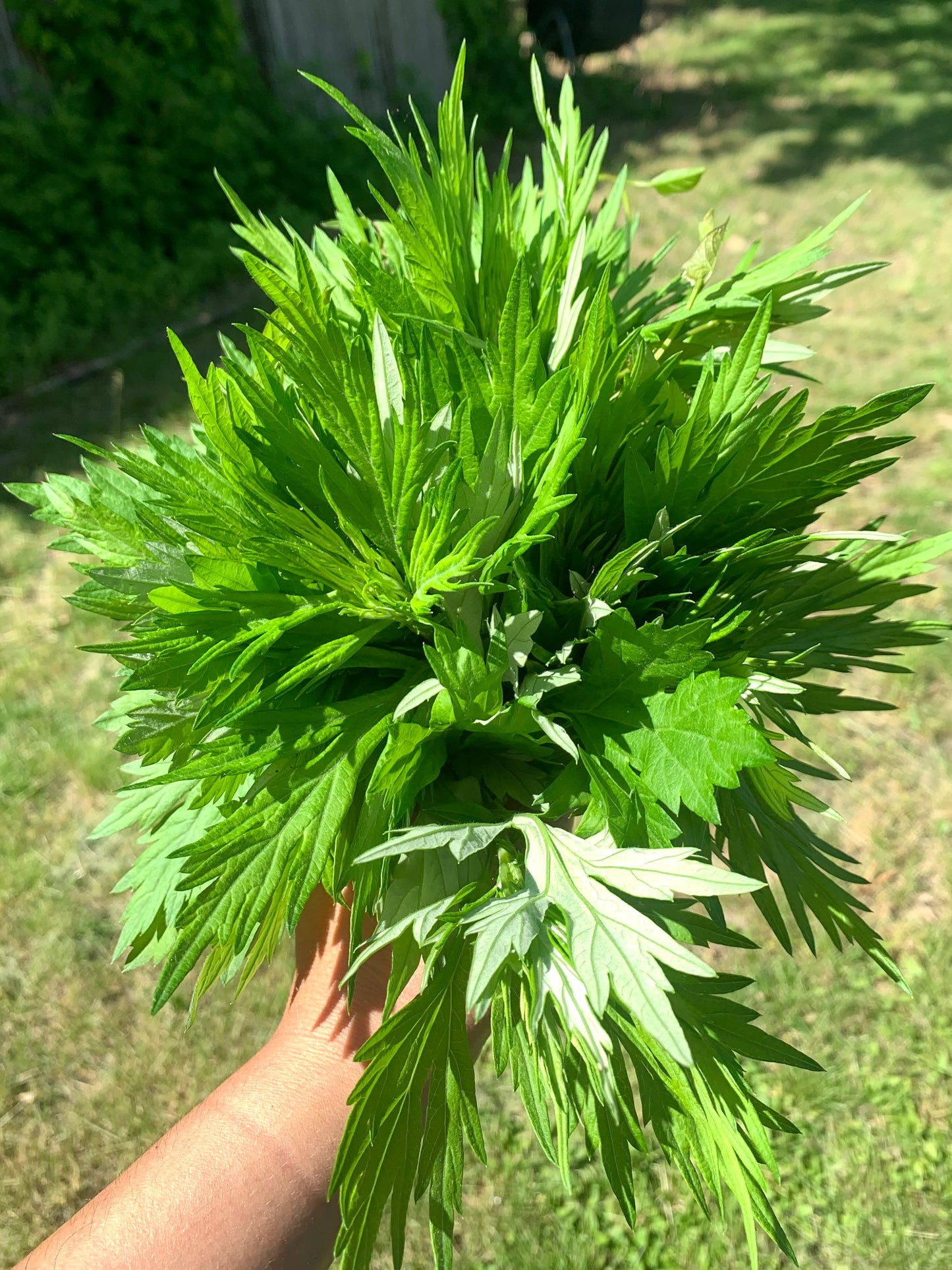 Glam Gardener’s Wildcrafted mugwort for Dreamy herbal smoke with organic mullein, organic sage, and organic mint