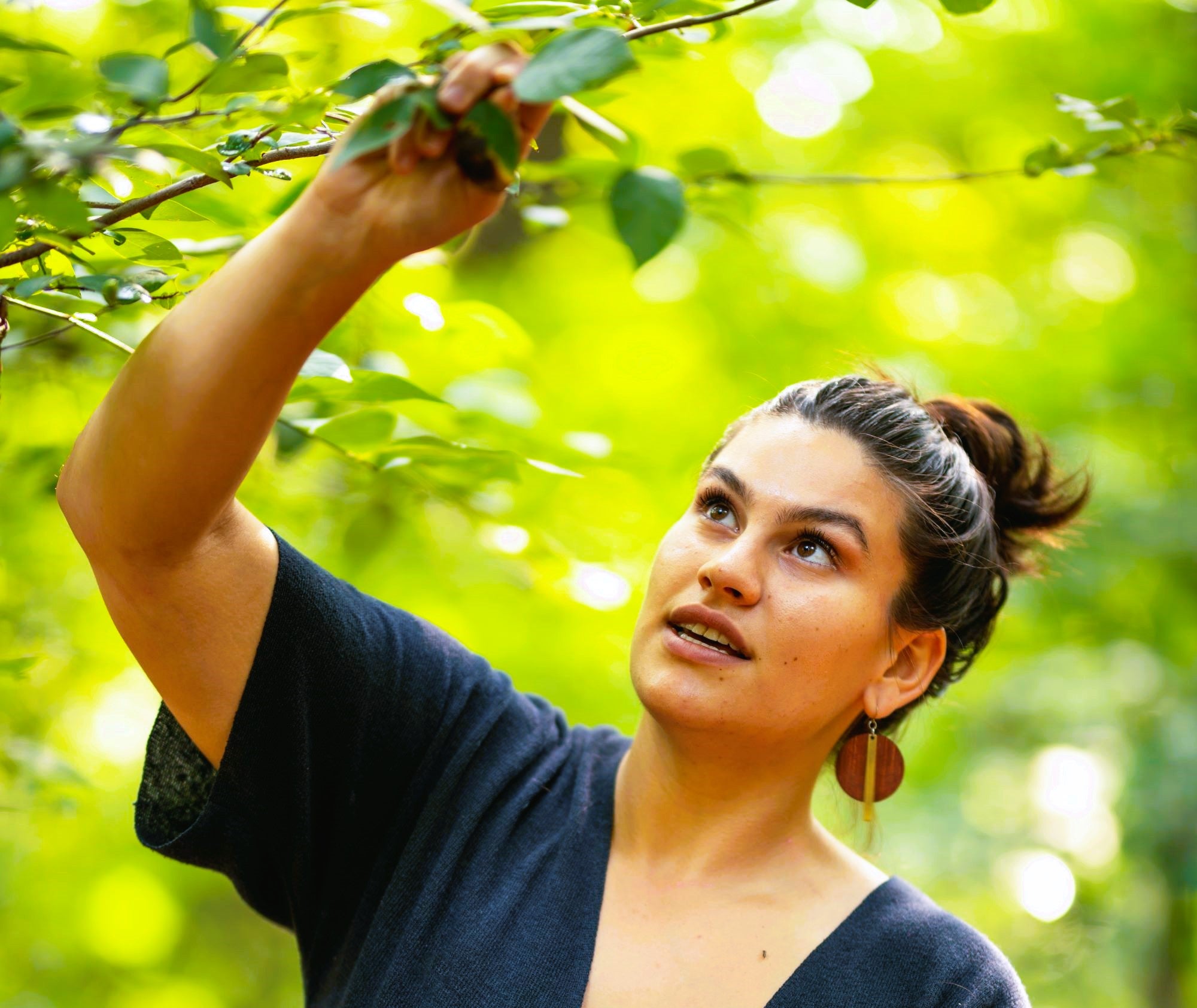 Wildharvesting plants in New York and New Jersey for Herbal Remedies Teas, Salves Tinctures