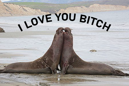 I love you bitch post card with kissing seals