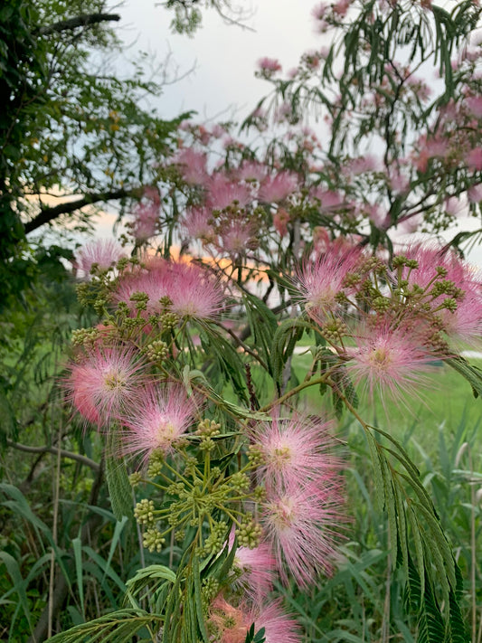 Calm Balance: Mimosa Flower & Bark Herbal Tincture Wild harvested Organic Albizia julibrissin