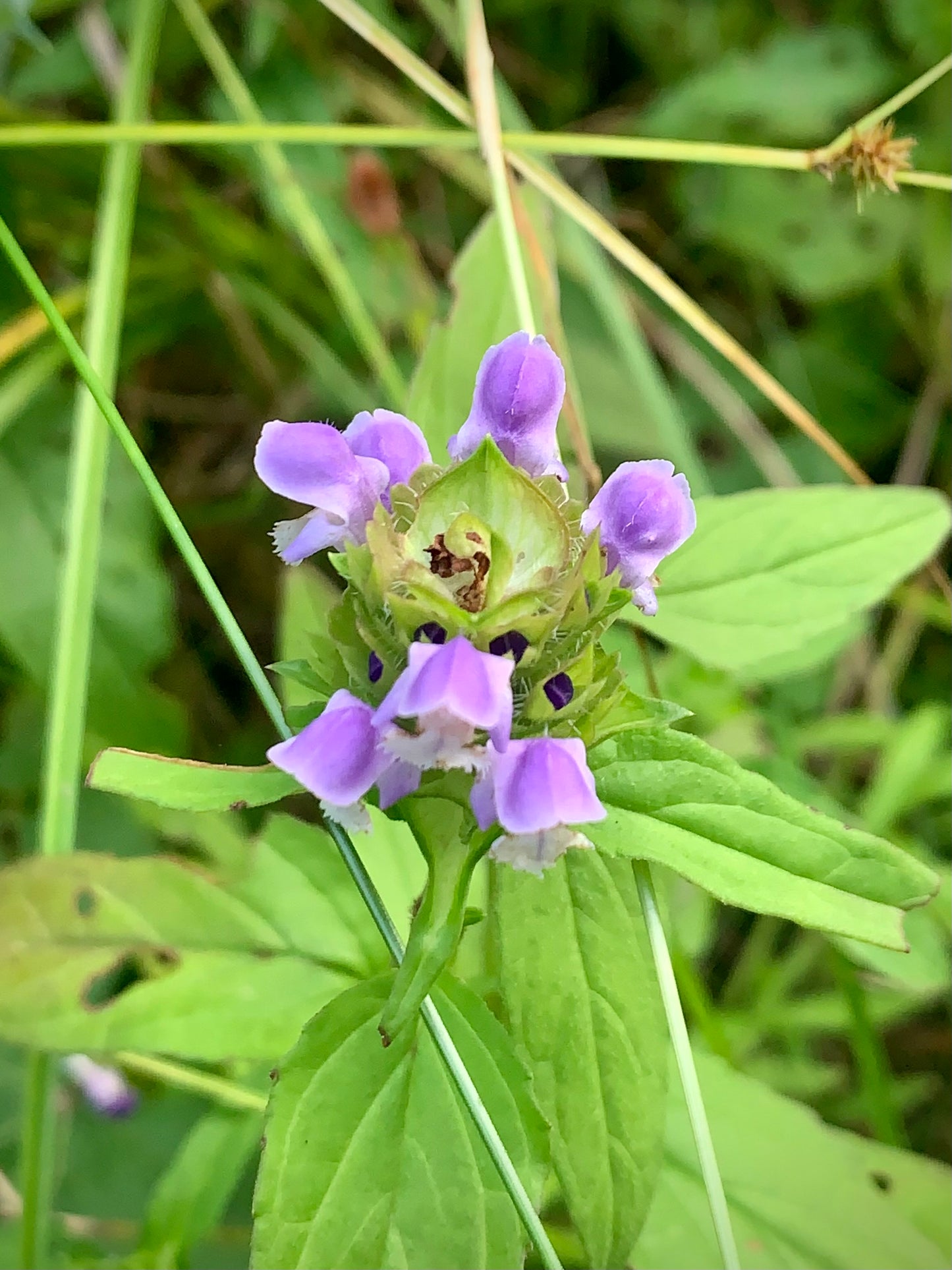 Self Heal Prunella Vulgaris Wildflower Harvested by Glam Gardener NYC in New York, New Jersey, and Pennsylvania