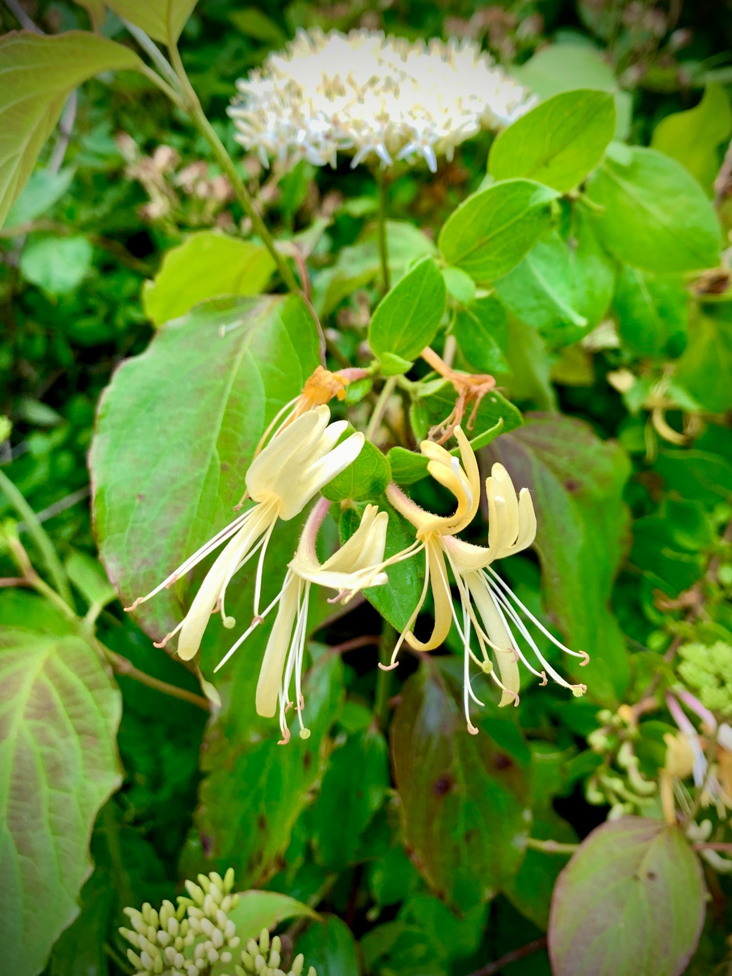 Sweet Nectar | Honeysuckle-infused scented salve, natural perfume, healing lotion