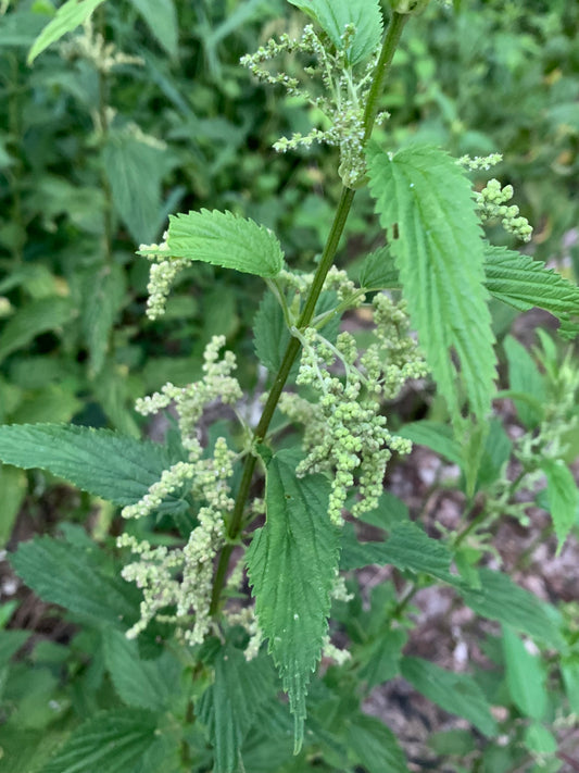 Wild harvested stinging nettle medicinal plant Glam Gardener NYC's cleanse & Relief herbal tea wild superfood foraged