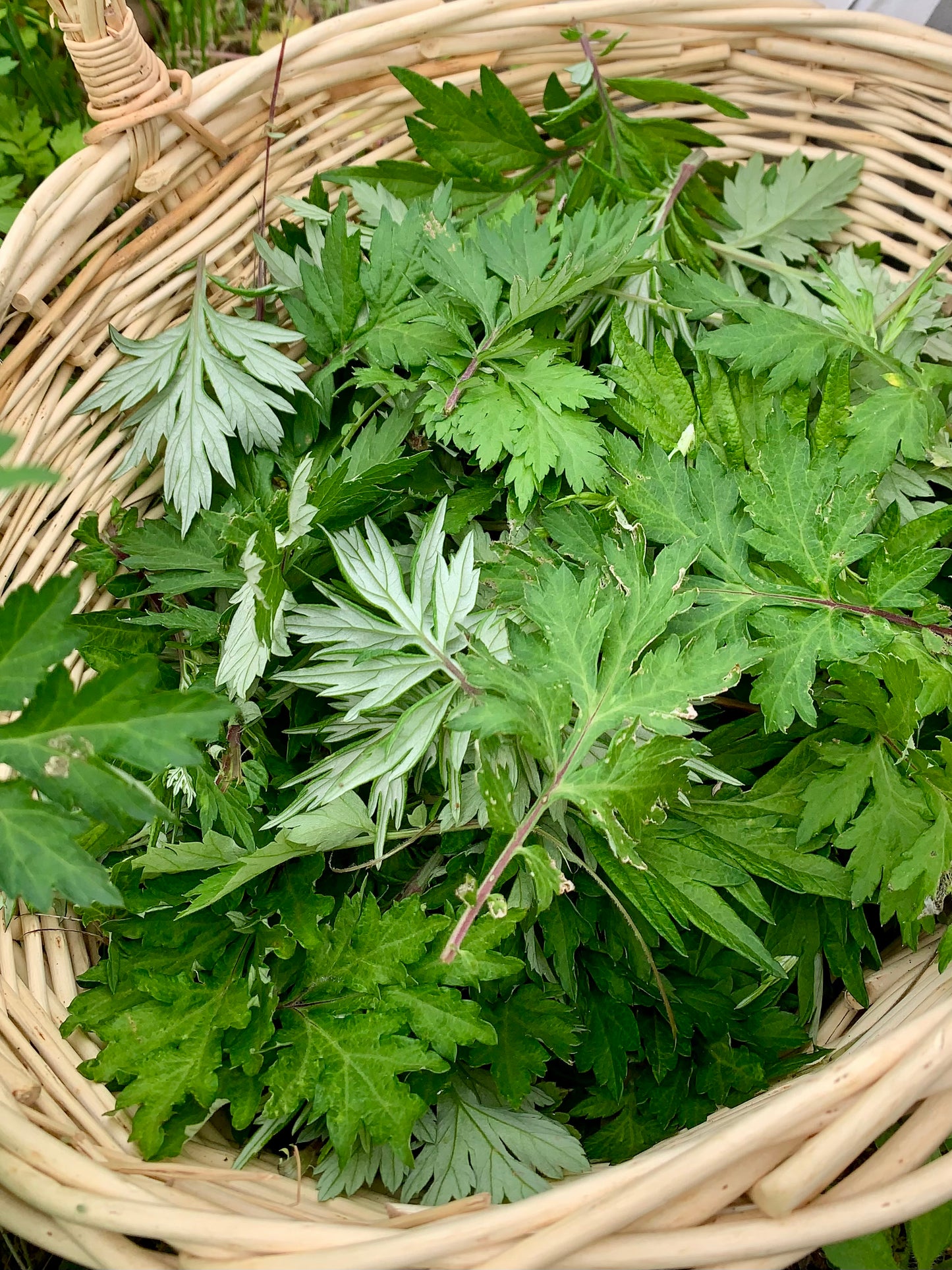 Freshly harvested mugwort in basket by Glam Gardener