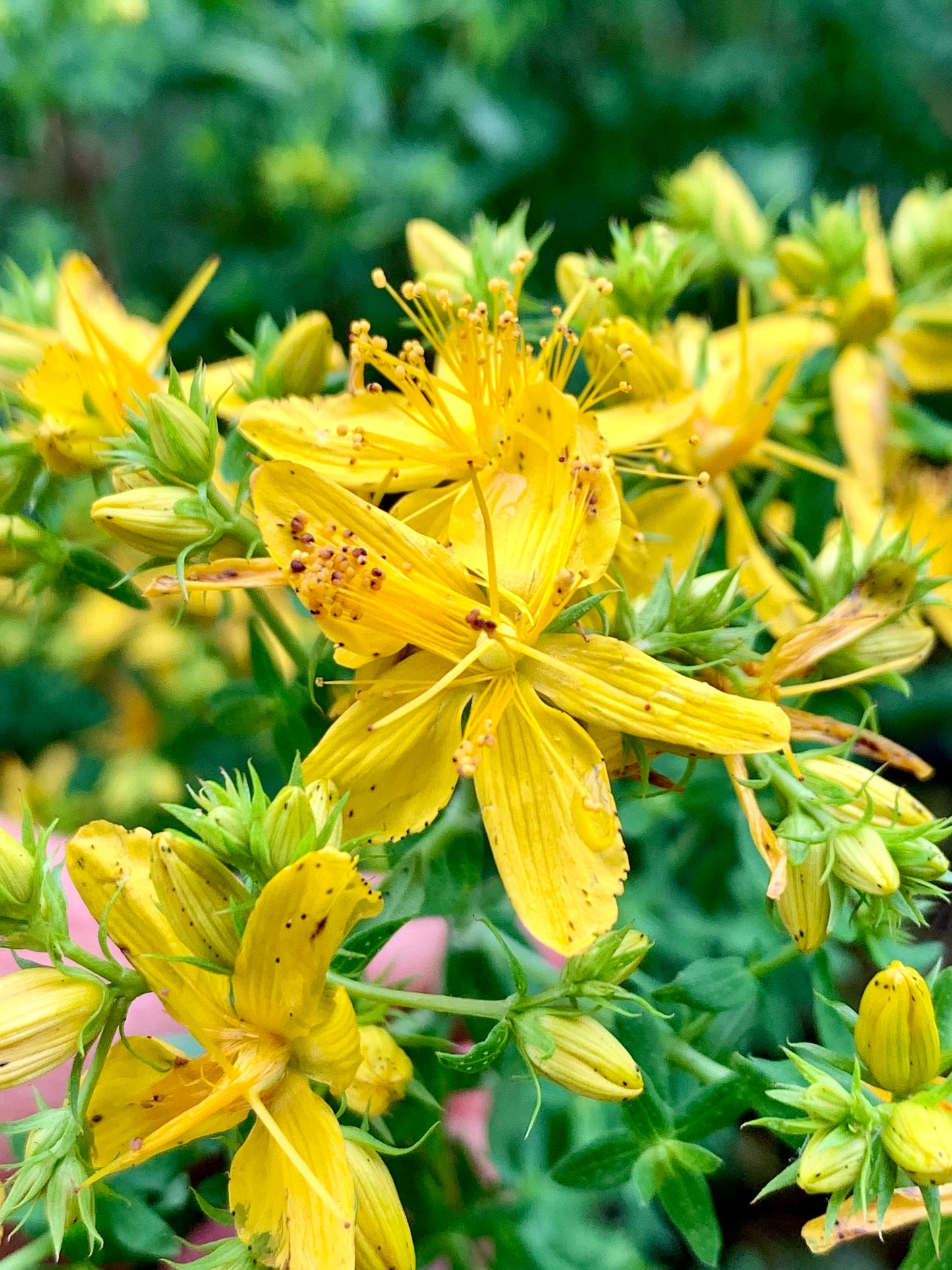 Wild growing wild foraged st john's wort in new york, an herbal remedy used for natural depression alleviation