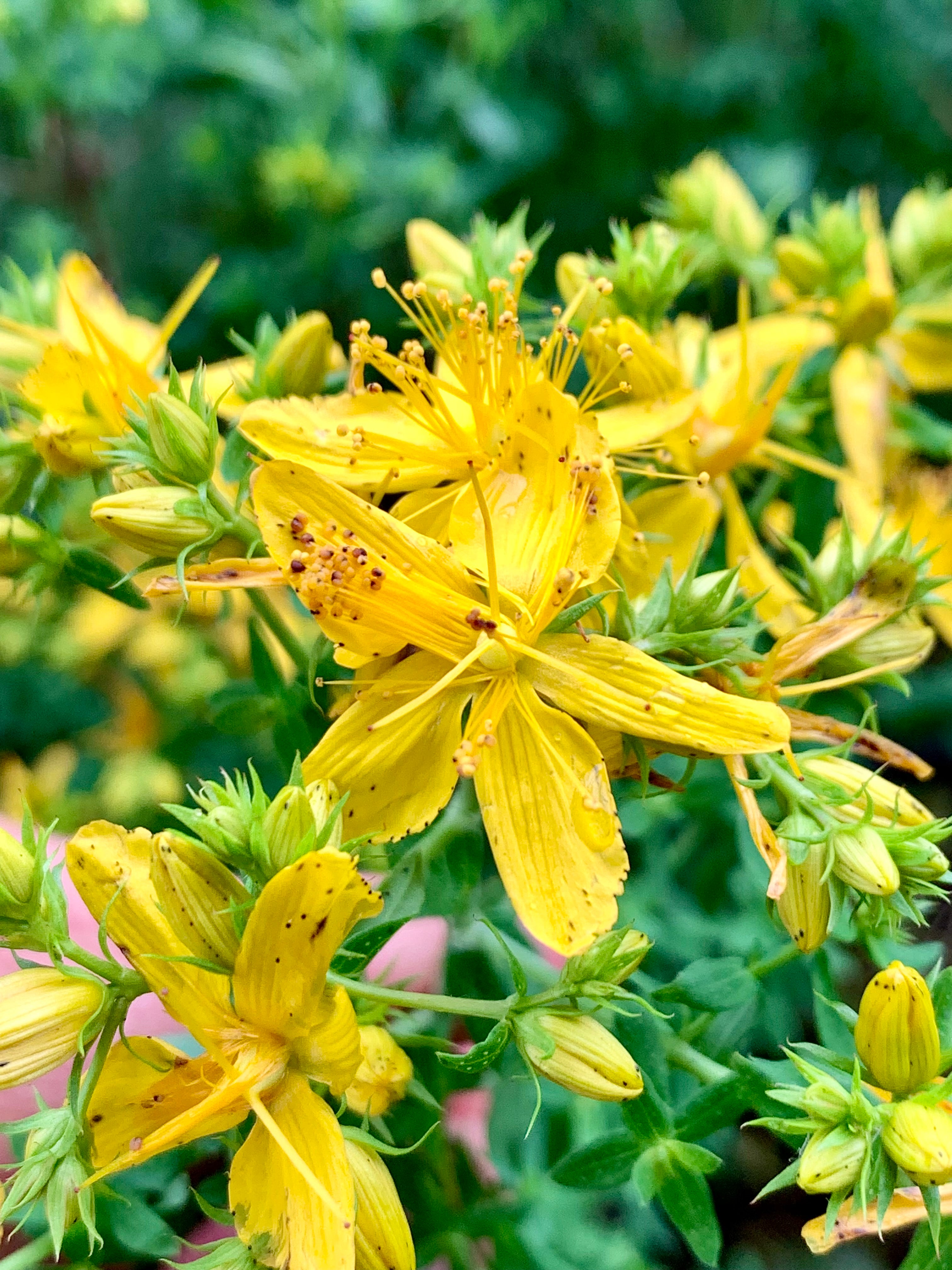 Wild growing wild foraged st john's wort in new york, an herbal remedy used for natural depression alleviation