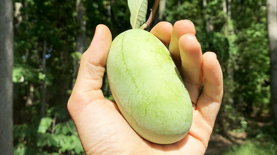 what are paw paws? A wild native fruit harvested by glam gardener nyc in new york new jersey and Pennsylvania 