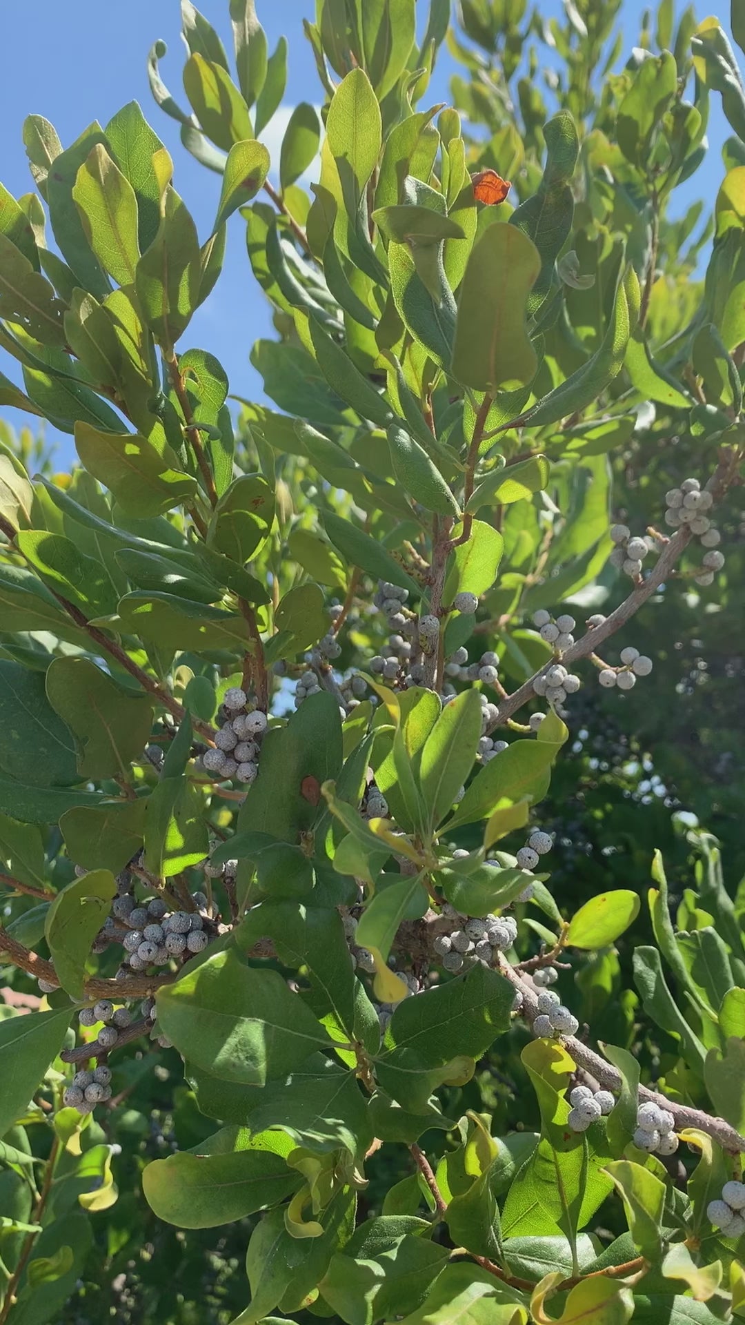 Northern Bayberry leaf medicinal and natural wild edible plant harvested by Glam Gardener NYC