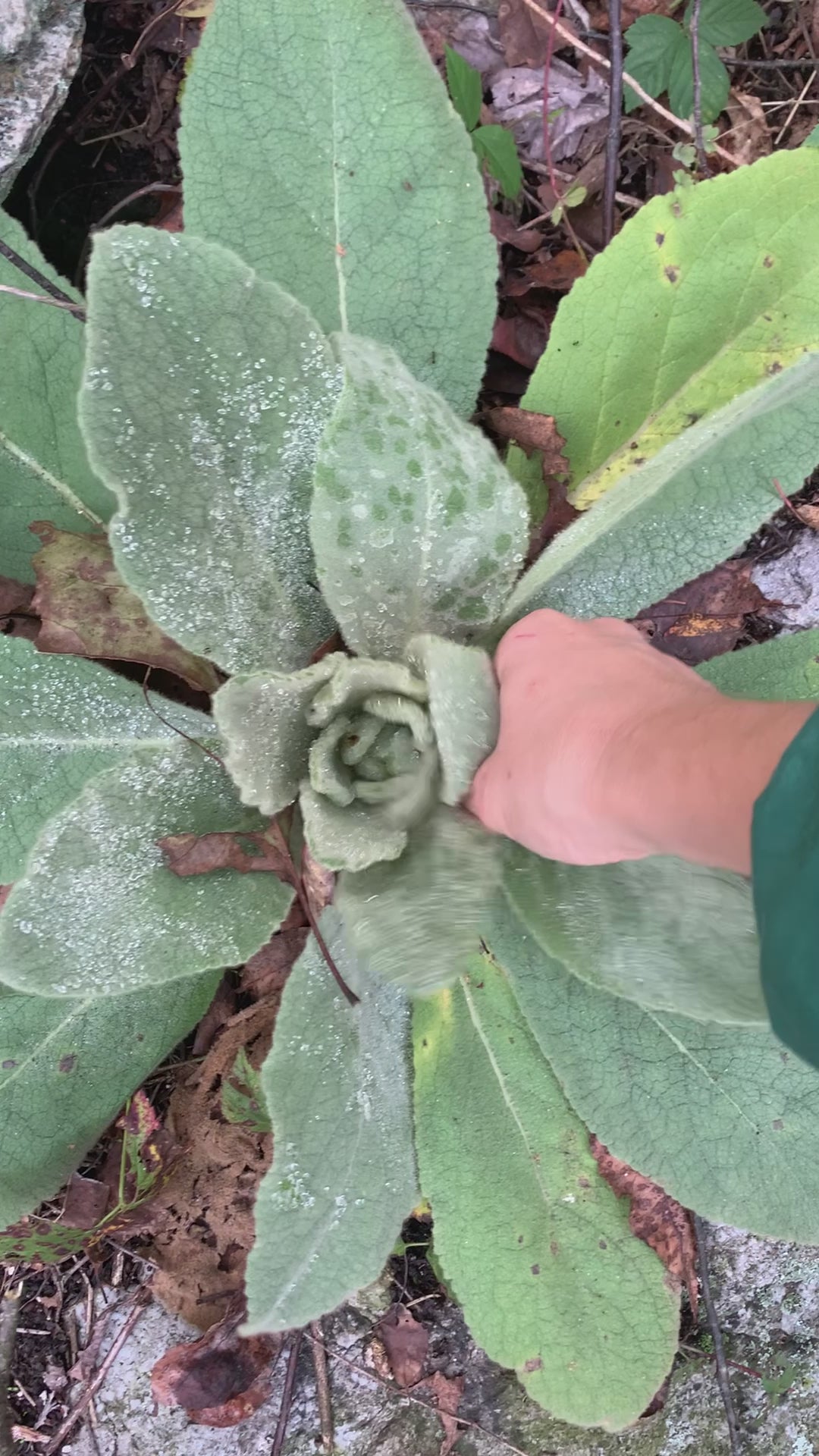 wild harvested and foraged mullein for glam gardener nyc's herbal pre-rolls and herbal smoking blends.