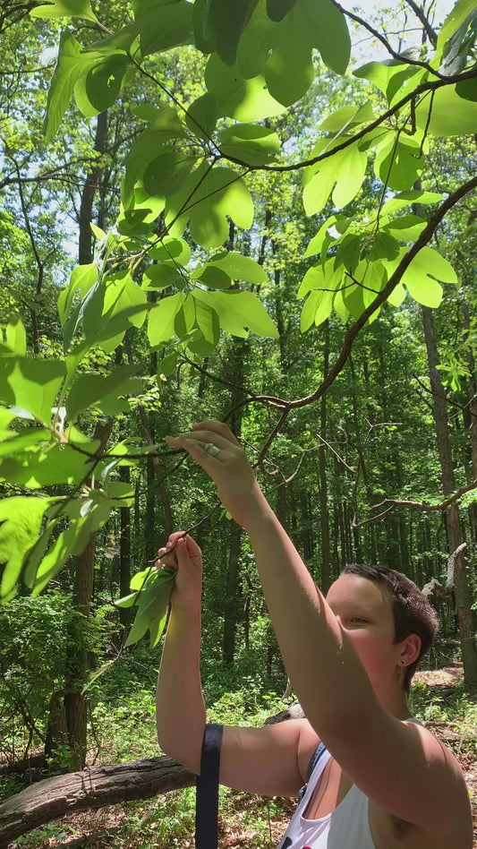 Harvesting Sassafras leaf for Glam Gardener's Lavender Dreams herbal tea, infused with wild plants