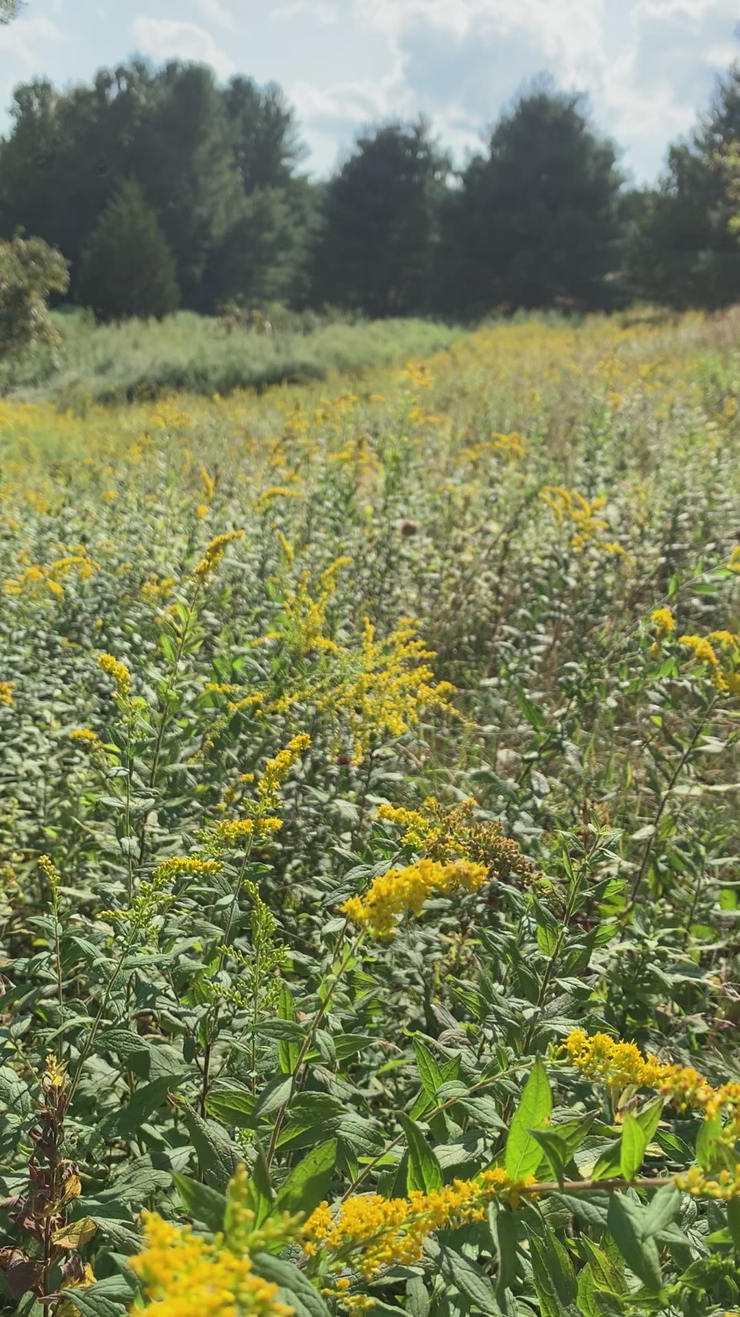 Goldenrod, medicinal wild plant for herbal tea by Glam Gardener NYC, allergy and inflammation relief cleanse & relief handmade and organic