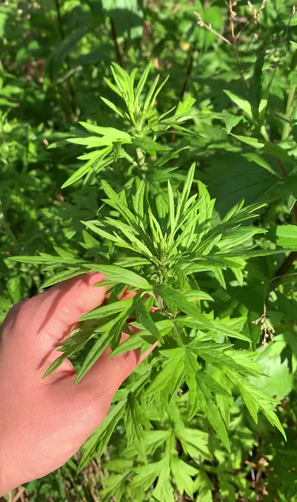 Glam gardener foraging wild harvested mugwort (artemisia vulgaris) in New York for mystic dreams salve and relax and enjoy your period herbal tea