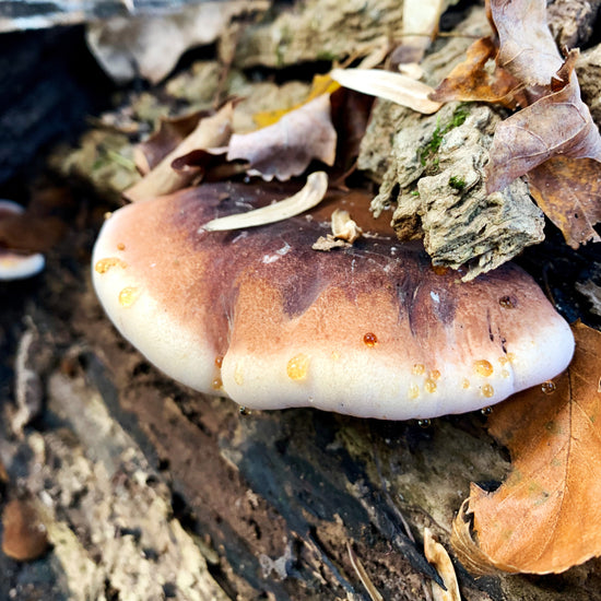 resinous polypore a wild edible mushroom harvested by glam gardener nyc