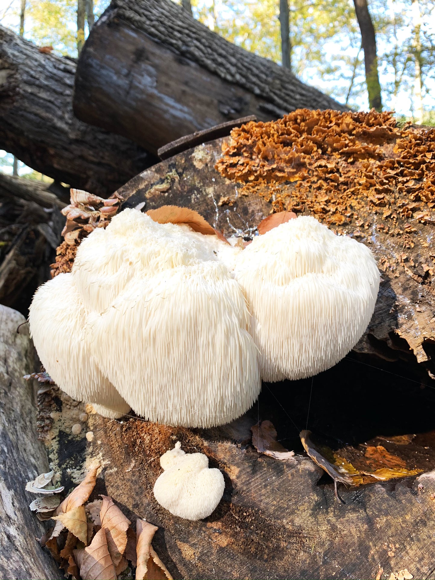 Healthy Brain: Lion's mane, Reishi and Turkey Tail Mushroom Herbal Tincture