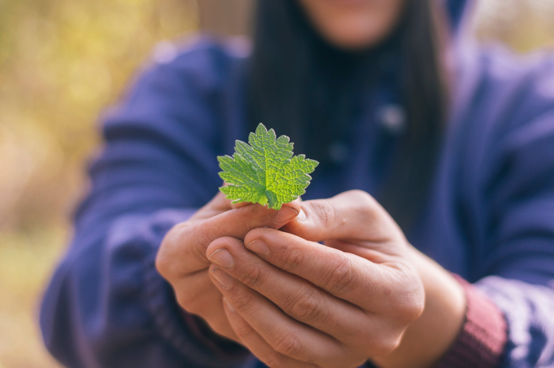 glam gardener holding wild-foraged leaf in new york forest edible and medicinal plant