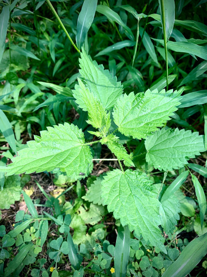 Stinging nettle, a wild-harvested herb anti-histamine naturally anti-inflammatory, wild harvested by Glam Gardener NYC