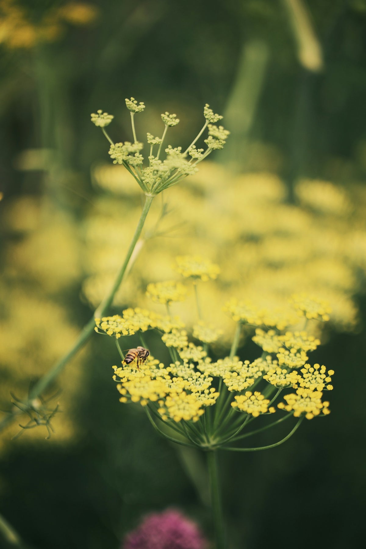 Photo of fennel herb for Glam Gardener's blog. Photo is not copyrighted. Available for free download at Unsplash. Photo by Melissa Brown. 