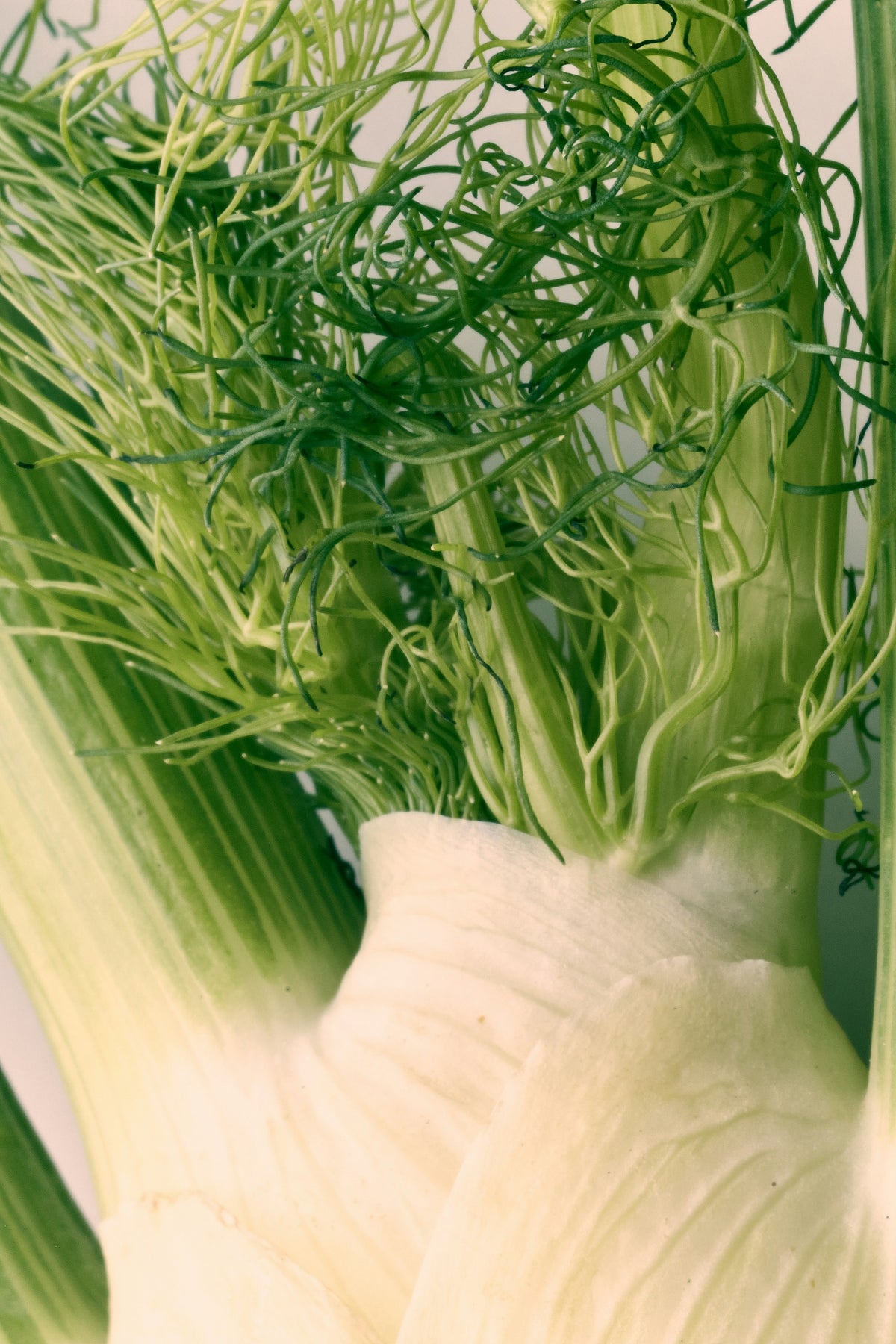 Photo of fennel herb for Glam Gardener's blog. Photo is not copyrighted. Available for free download at Unsplash. Photo by Danny Sachtleben.