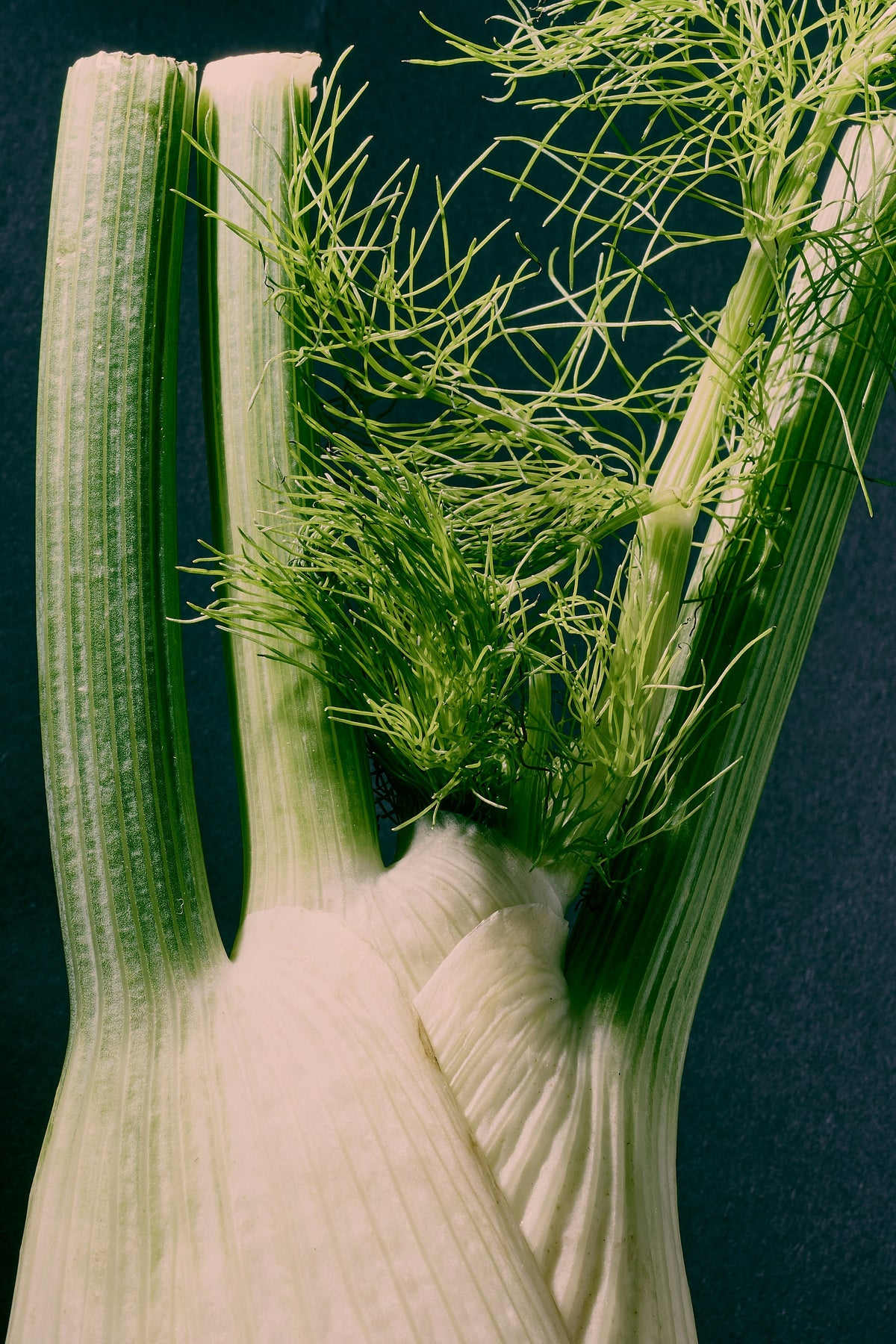 Photo of fennel herb for Glam Gardener's blog. Photo is not copyrighted. Available for free download at Unsplash. Photo by Denny Sachtleben.