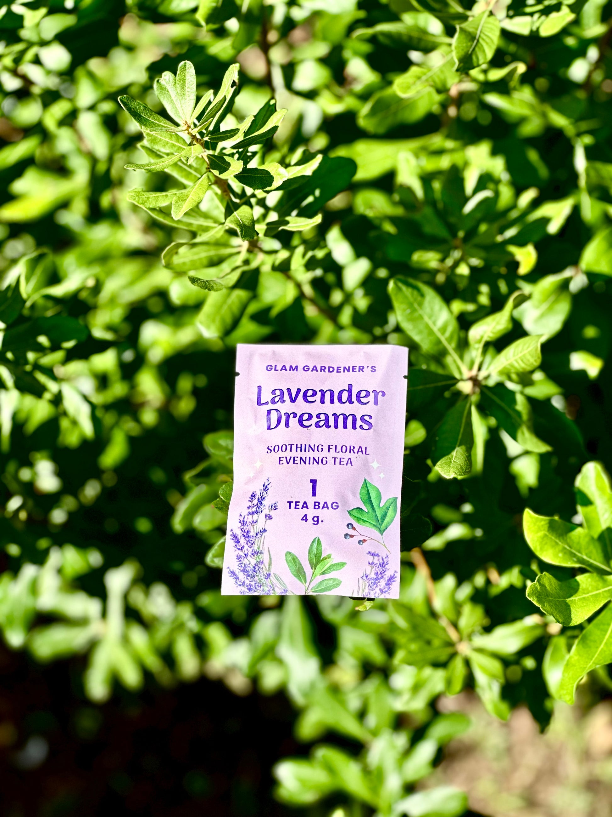 Lavender Dreams Soothing Floral Evening Tea sitting on a Bayberry shrub, Northern Bayberry is a native tree to the Northeastern united states 