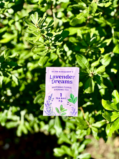 Lavender Dreams Soothing Floral Evening Tea sitting on a Bayberry shrub, Northern Bayberry is a native tree to the Northeastern united states 