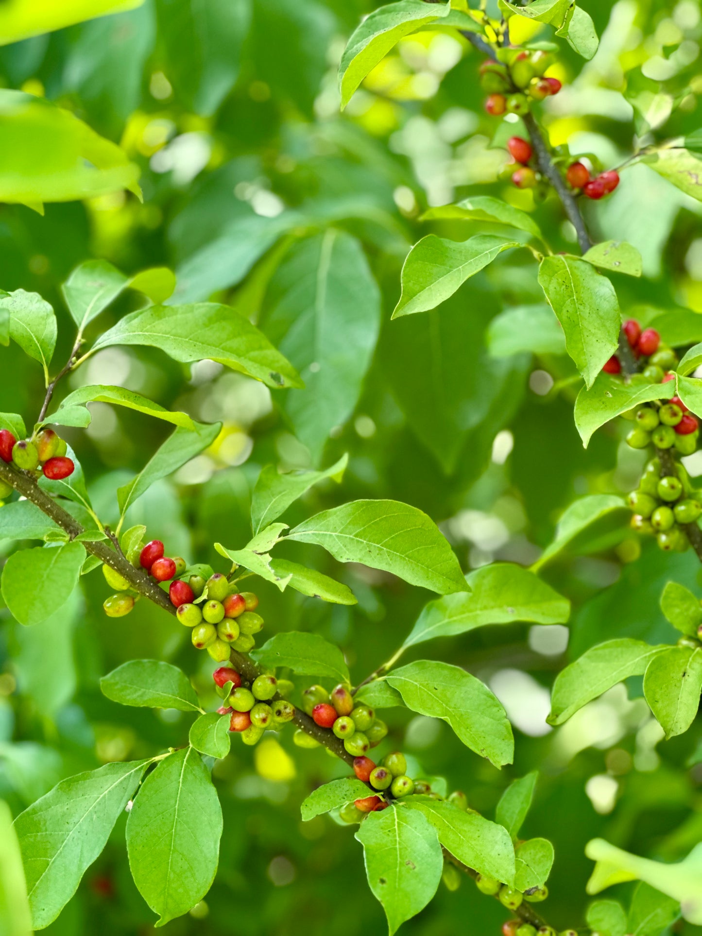 Wild Medicinal Spicebush Berries Lindera Benzoin in Glam Gardener’s Fire Cider & Elderberry SizZurp
