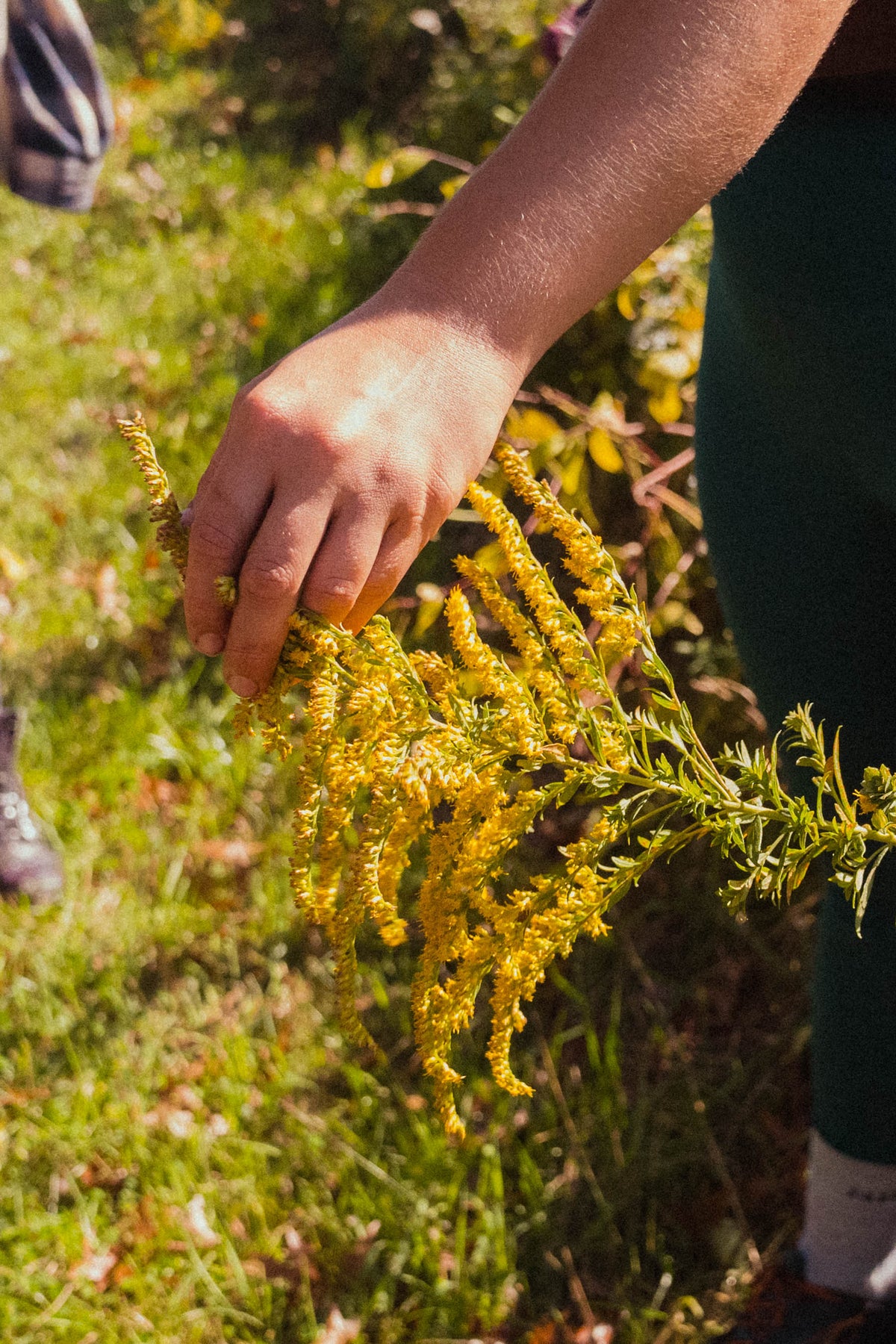 Glam Gardener (girl) touching the flower of Goldenrod in New York with her hand. 
