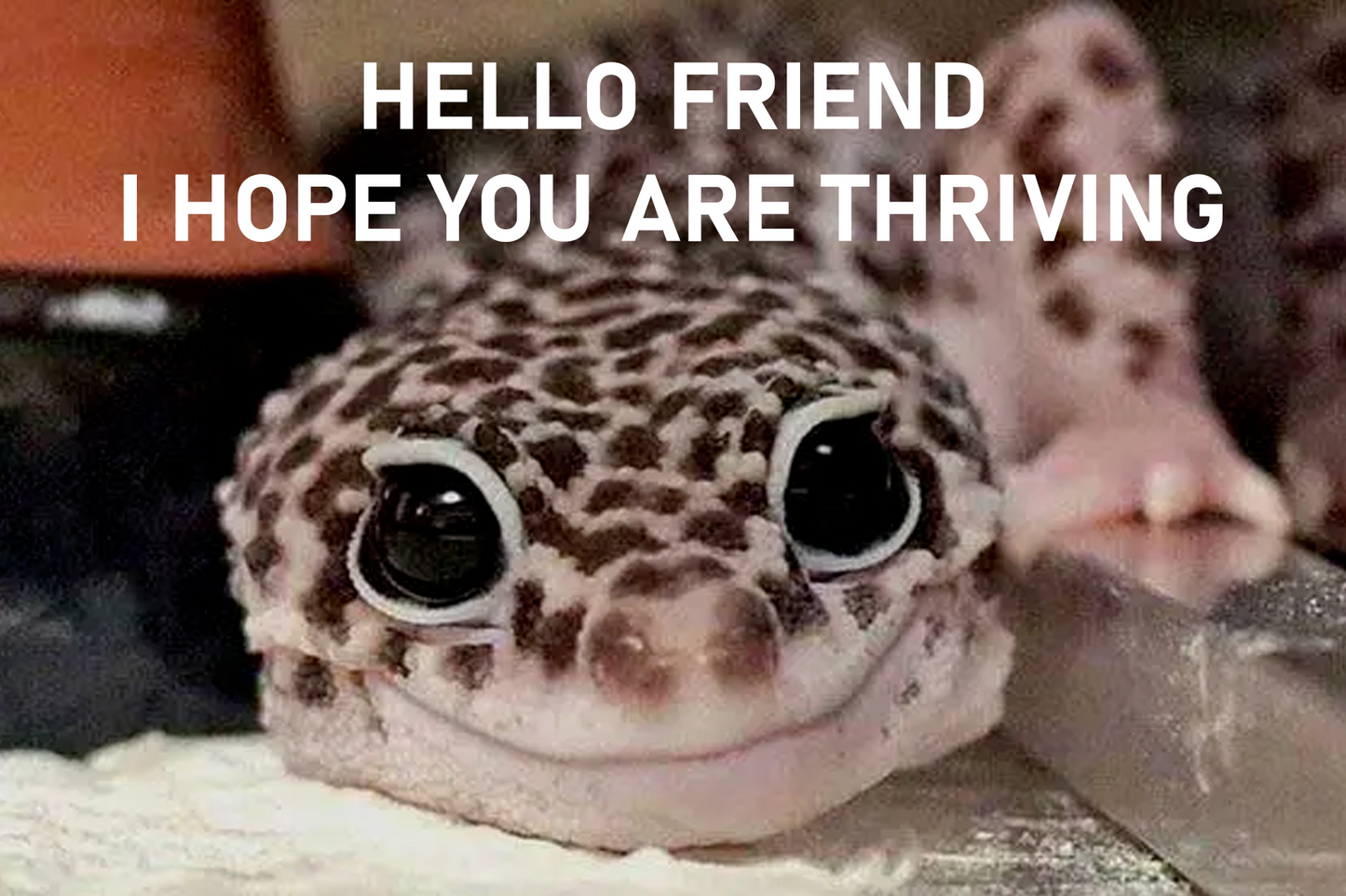 Hello friend I hope you are thriving post card with smiling lizard