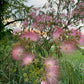Calm Balance: Mimosa Flower & Bark Herbal Tincture Wild harvested Organic Albizia julibrissin