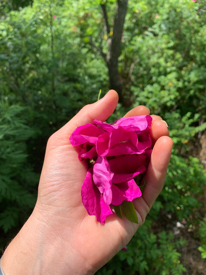 Rose Petals in Hand