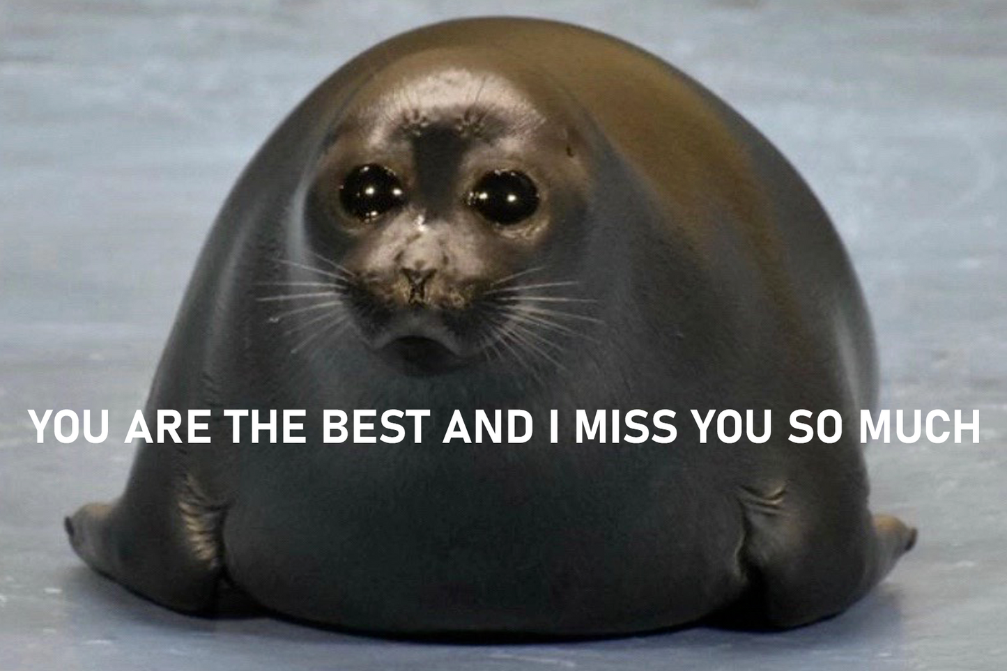 You are the best and I miss you so much post card with crying seal