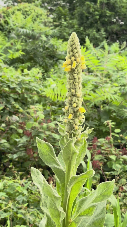 BREATHE EASY | Mullein & Stinging Nettle herbal tincture with organic & wildcrafted ingredients