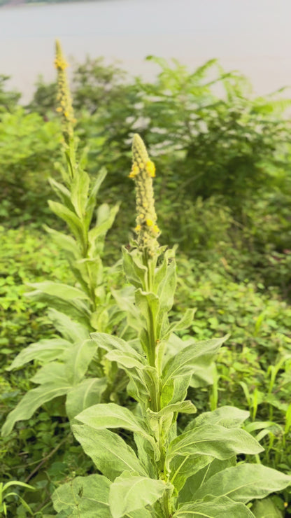 Herbal pre-rolls for smoking with wild-harvested mullein, wild-harvested mugwort, organic mint, and organic sage designed for calming, sweet dreams, and relaxation