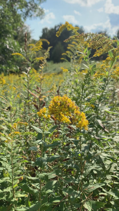 Goldenrod, a naturally medicinal wild plant harvested by Glam Gardener NYC for herbal remedies like Cleanse and Relief Herbal Tea and Self Heal Salve 