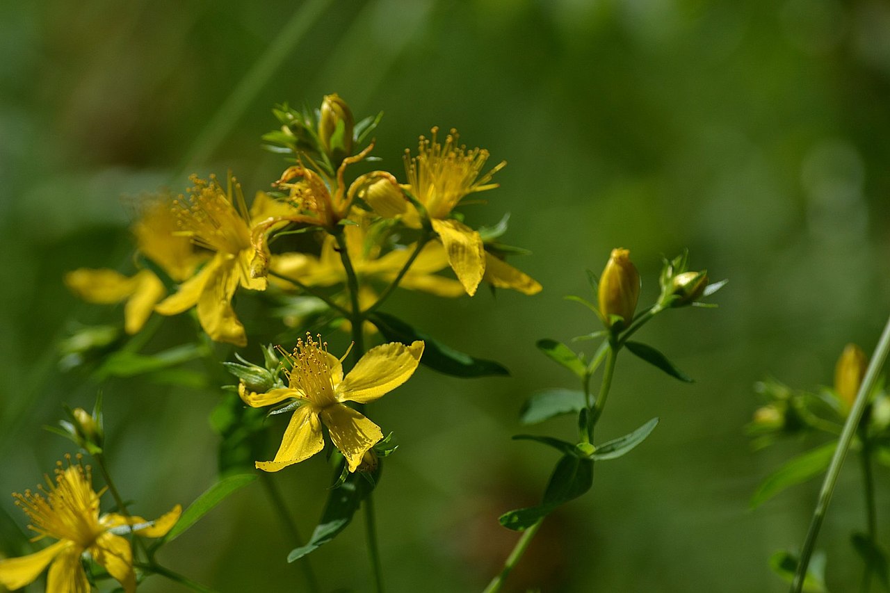 How does St. John's wort work as a natural remedy for depression and seasonal affective disorder?