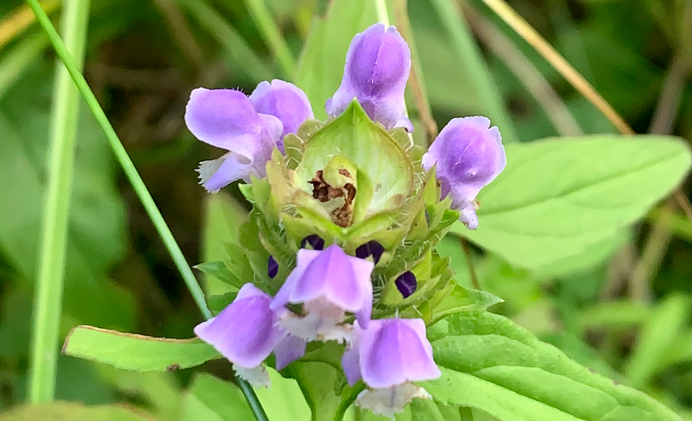 self heal, heal all, prunella vulgaris, a wildflower used to heal skin