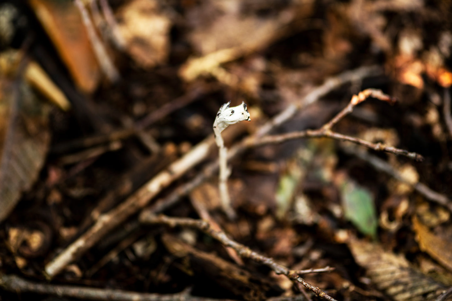 What is Ghost Pipe? Foraging and consuming remedies with a sacred native wildflower. glam gardener nyc